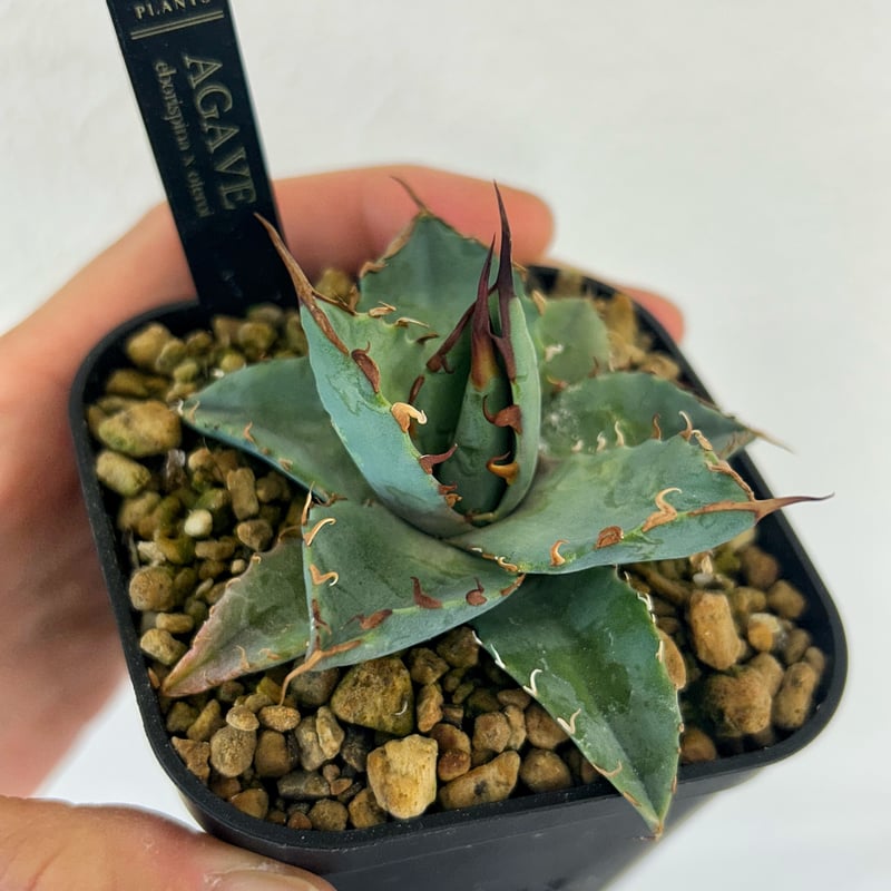エボリbb 胴切り 子株 エボリスピナ ハイブリッド hidden agave
