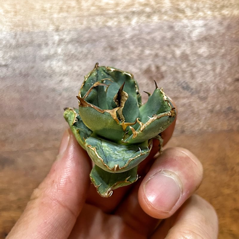 アガベ クラウンイーグル 冠鷲 発根済み | Heartplants アガベ クラウンイーグル 冠鷲 発根済み | Heartplants