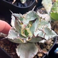 圓葉瓜達 グアダラハラナ ドワーフtype 子株 | アガベ専門店 Heart plants.