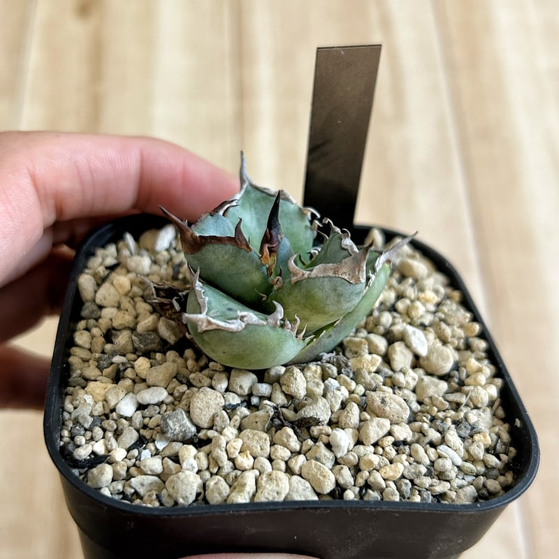 アガベ チタノタ 阿修羅 阿修羅丸 鳳凰 【公式通販】