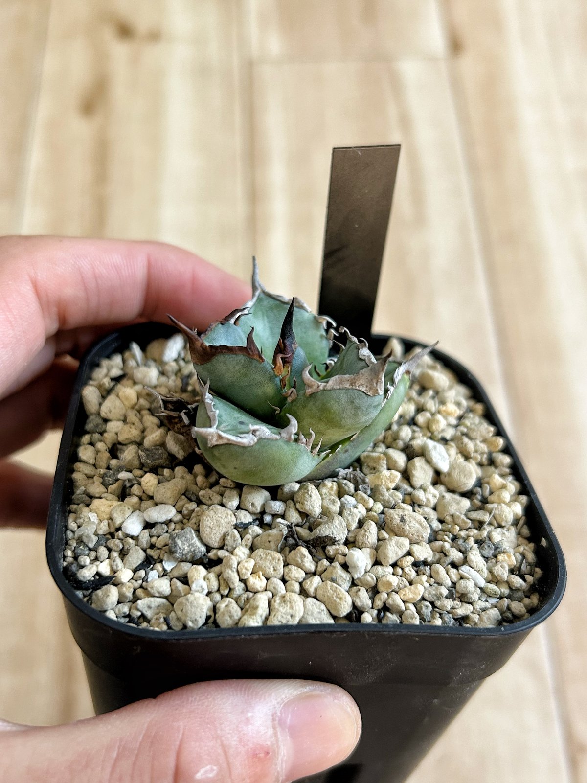 アガベ Agave 鳳凰 フェニックス 検（阿修羅） 発根済 アガベ 鳳凰