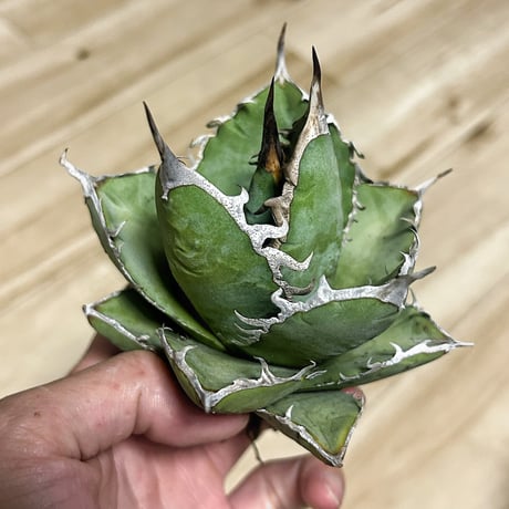 CATEGORY Agave | アガベ専門店 Heart plants.