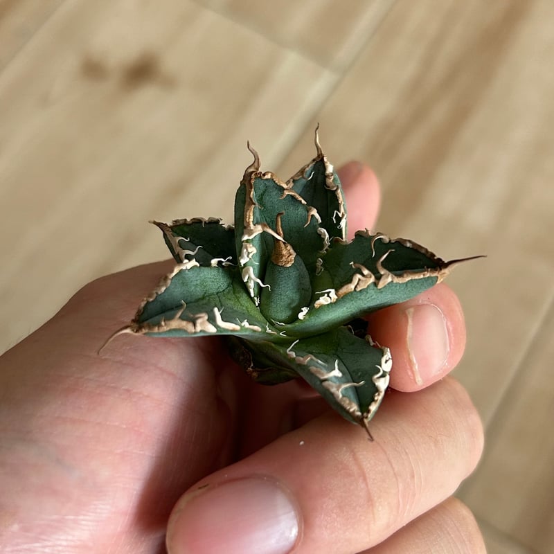 アガベ オテロイ