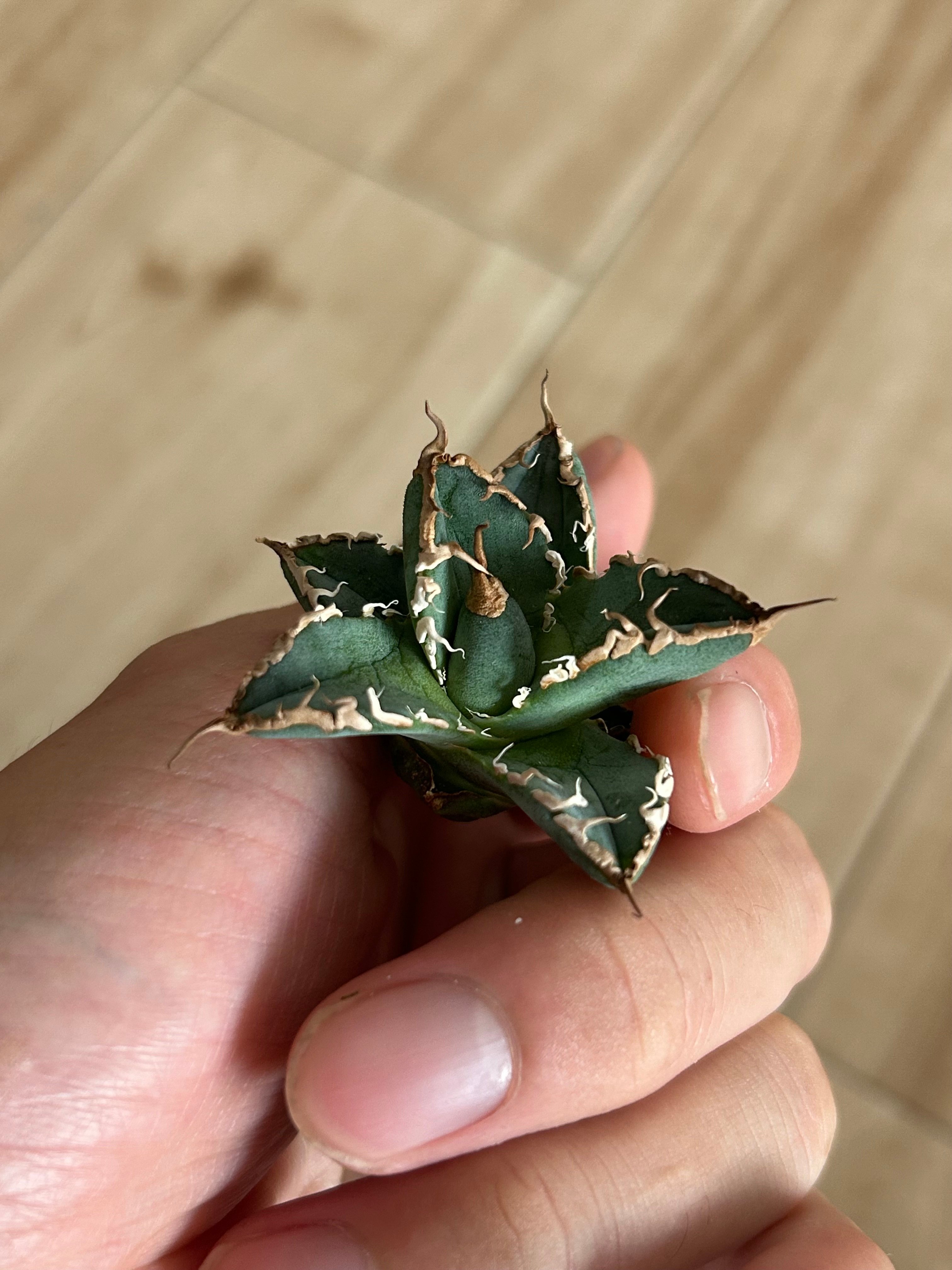 アガベ オテロイ