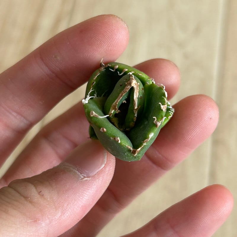 アガベ 蚩尤 OC子株 ブツブツ 裏棘 | Heartplants