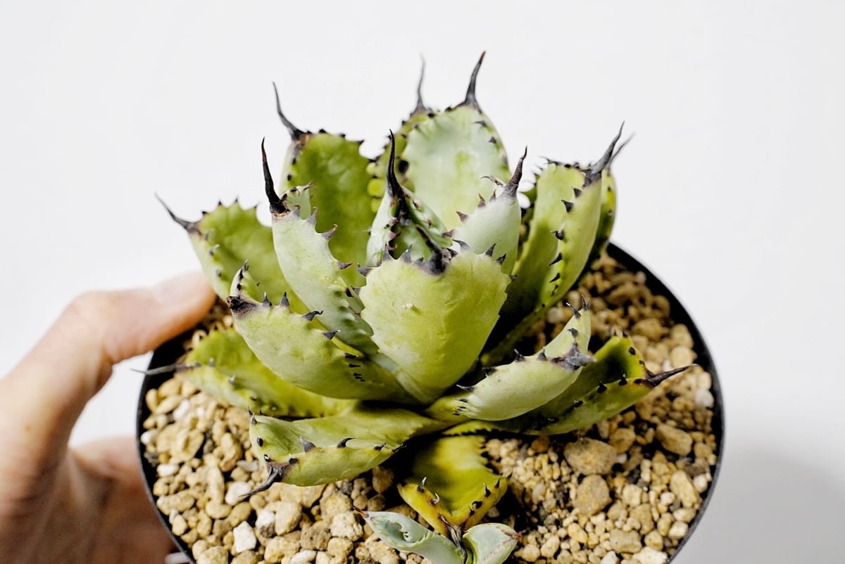 【良苗】アガベ 曲刺八雷（八荒殿×雷神 ）八荒雷神　匿名配送可能 台湾Agave 曲刺八雷（八荒殿×雷神 Agave macroacantha × potato