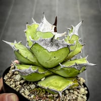 オテロイ実生_ウリエル アガベ ウリエル実生 オアハカオテロイ 選抜個体 ③ | Heartplants