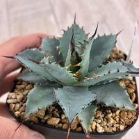 アガベ 鰐亀 裏表ブツブツ 裏棘 子株 | アガベ専門店 Heart plants.