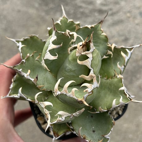 愛mi♡na咲 M∞T！大きめオリザバ①アガベ　カット株 愛mi♡na咲 M∞T様専用！大きめオリザバ①アガベ カット株