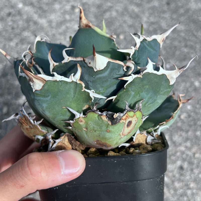 アガベ　白鯨　強棘 アガベ 白鯨 大きめ株 | アガベ専門店 Heart plants.