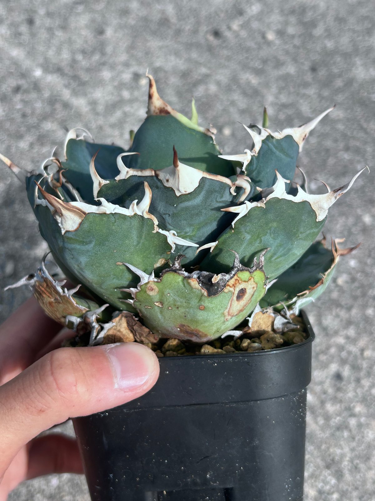 アガベ 白鯨 大きめ株 | アガベ専門店 Heart plants.