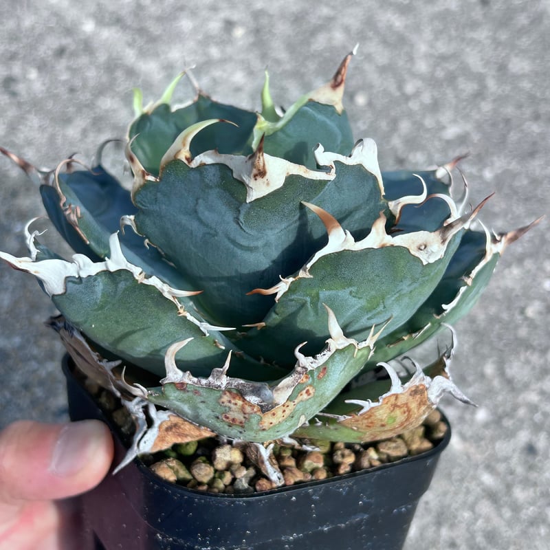アガベ　大きめの アガベ 白鯨 大きめ株 | アガベ専門店 Heart plants.