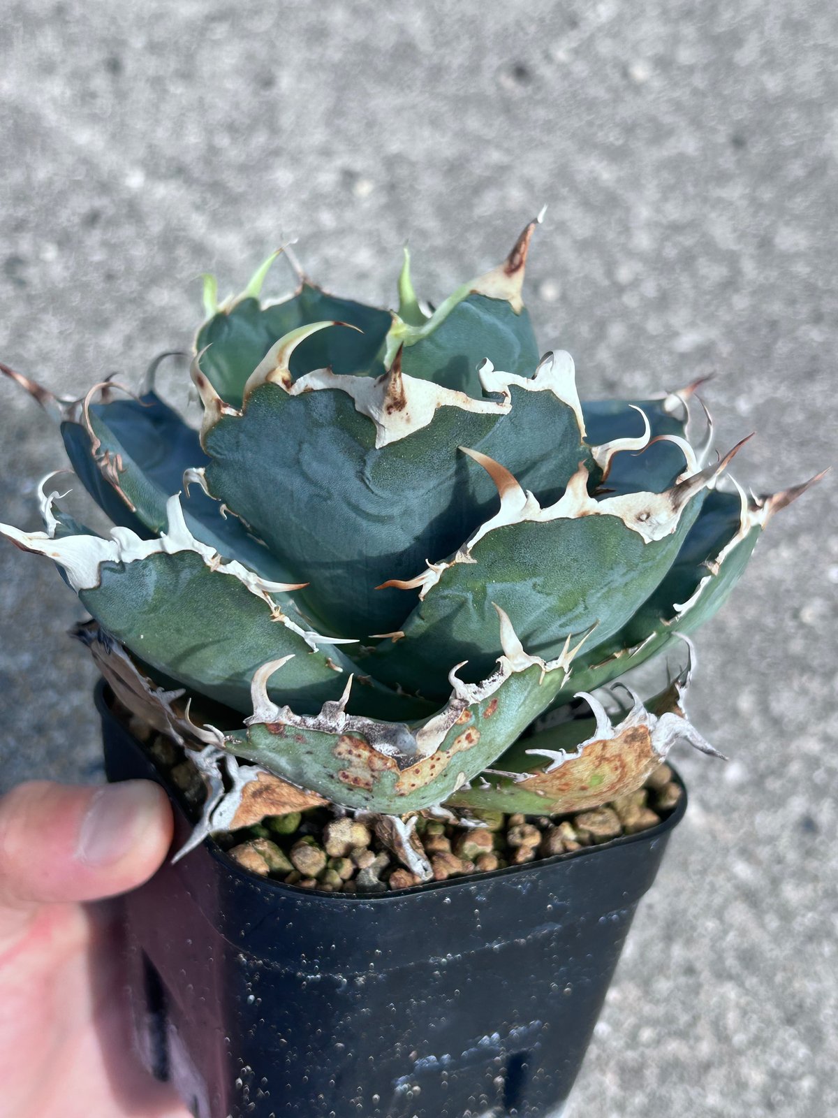 アガベ 白鯨 大きめ株 | アガベ専門店 Heart plants.