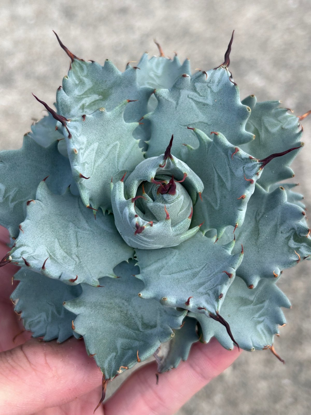 アガベ 美系白銀×妖炎 ハイブリッド 子株 | アガベ専門店 Heart plants
