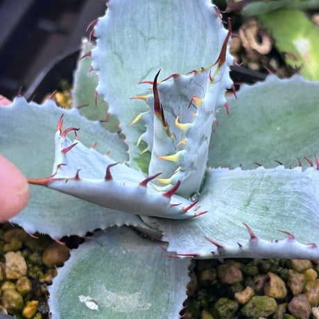 商品 | アガベ専門店 Heart plants.