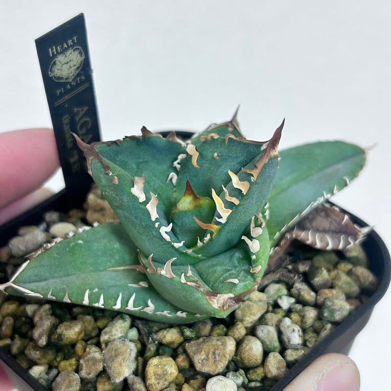 アガベ オテロイ crown 皇冠 | アガベ専門店 Heart plants.