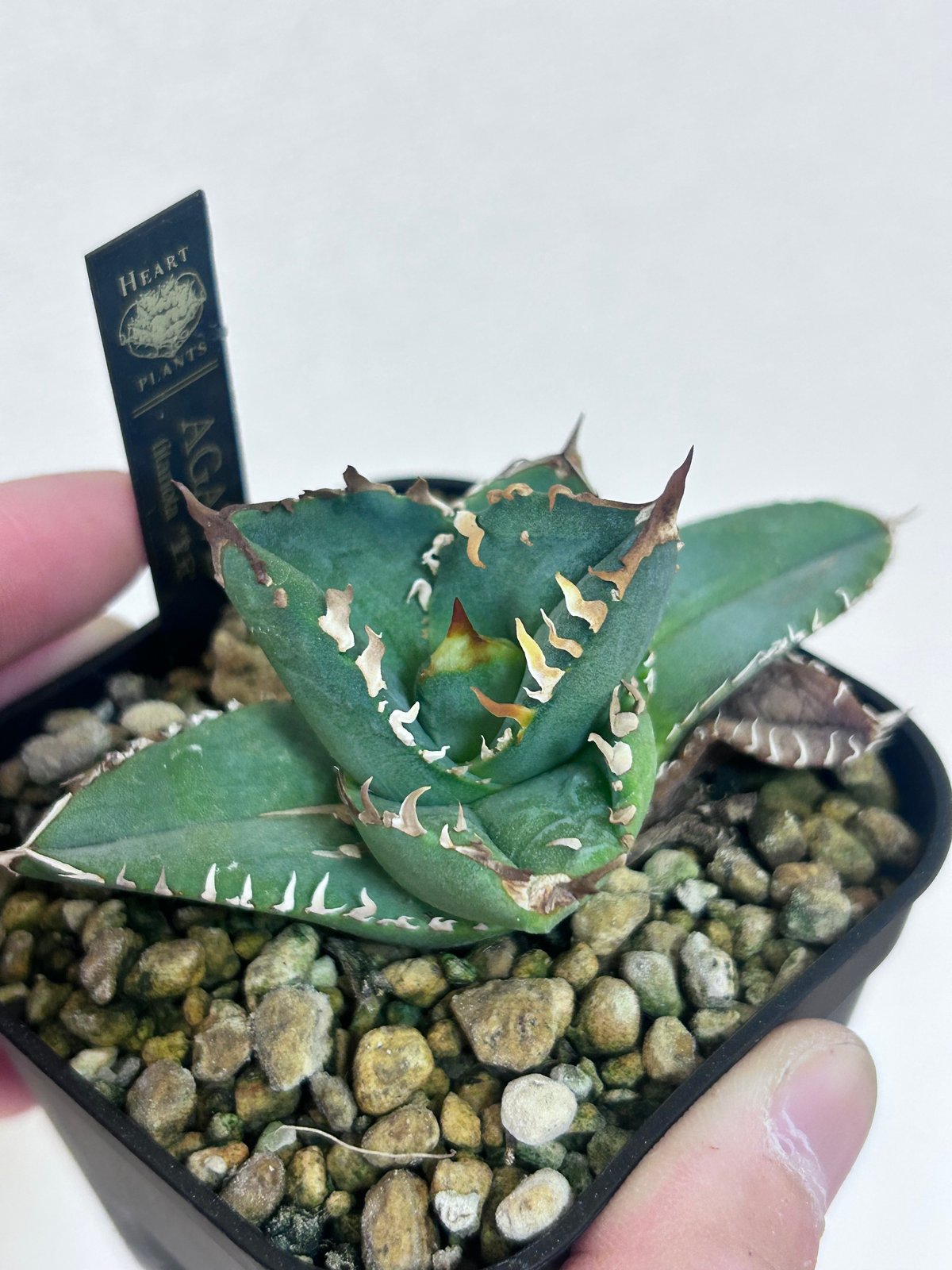 【親株出品】アガベ　皇冠　king crown アガベ オテロイ crown 皇冠 | アガベ専門店 Heart plants.