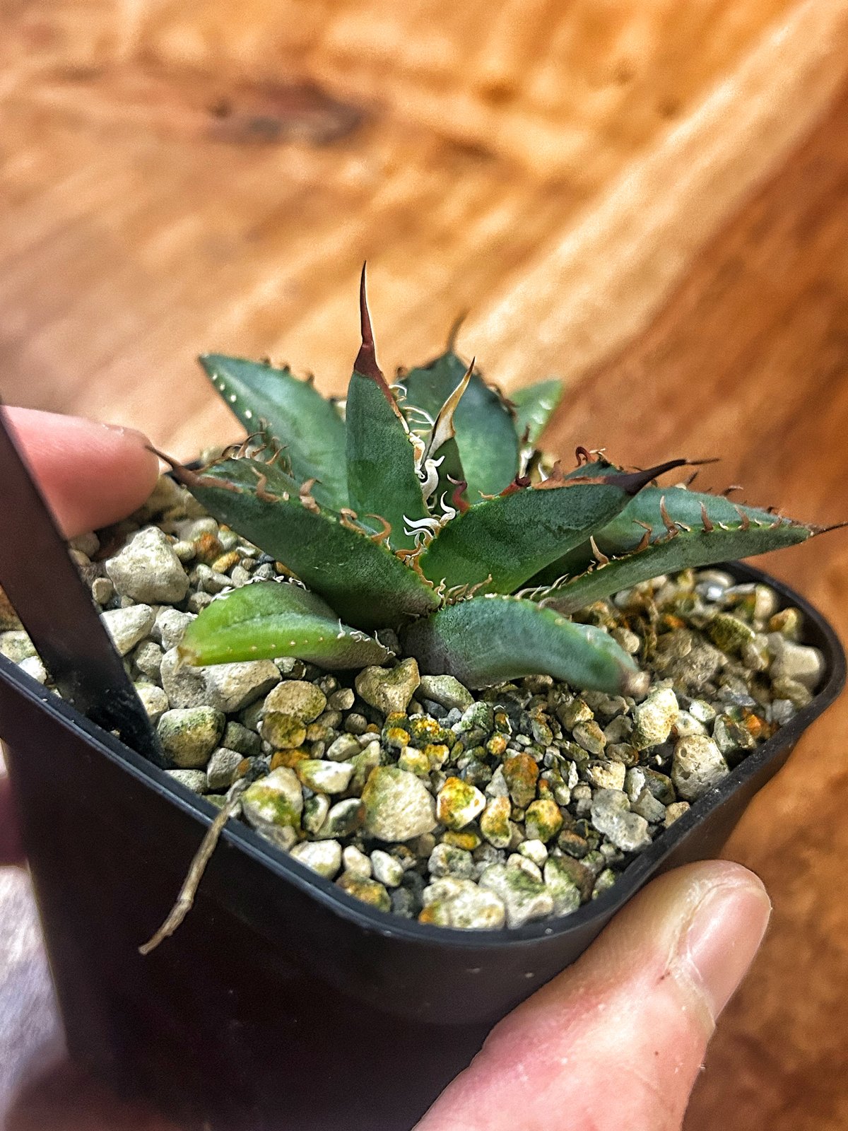 アガベ ハイブリッド エボリスピナ x ホリダ 子株 アガベ エボリスピナ