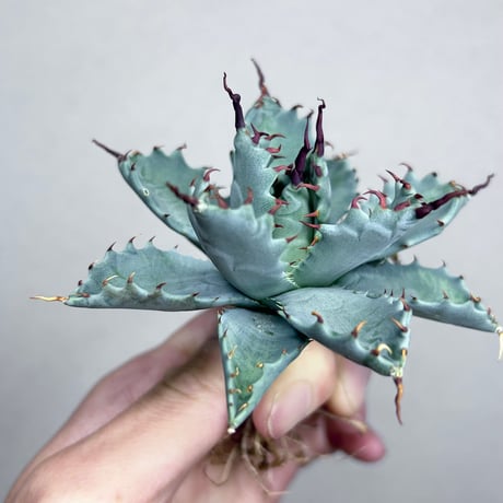 アガベ専門店 Heart plants.