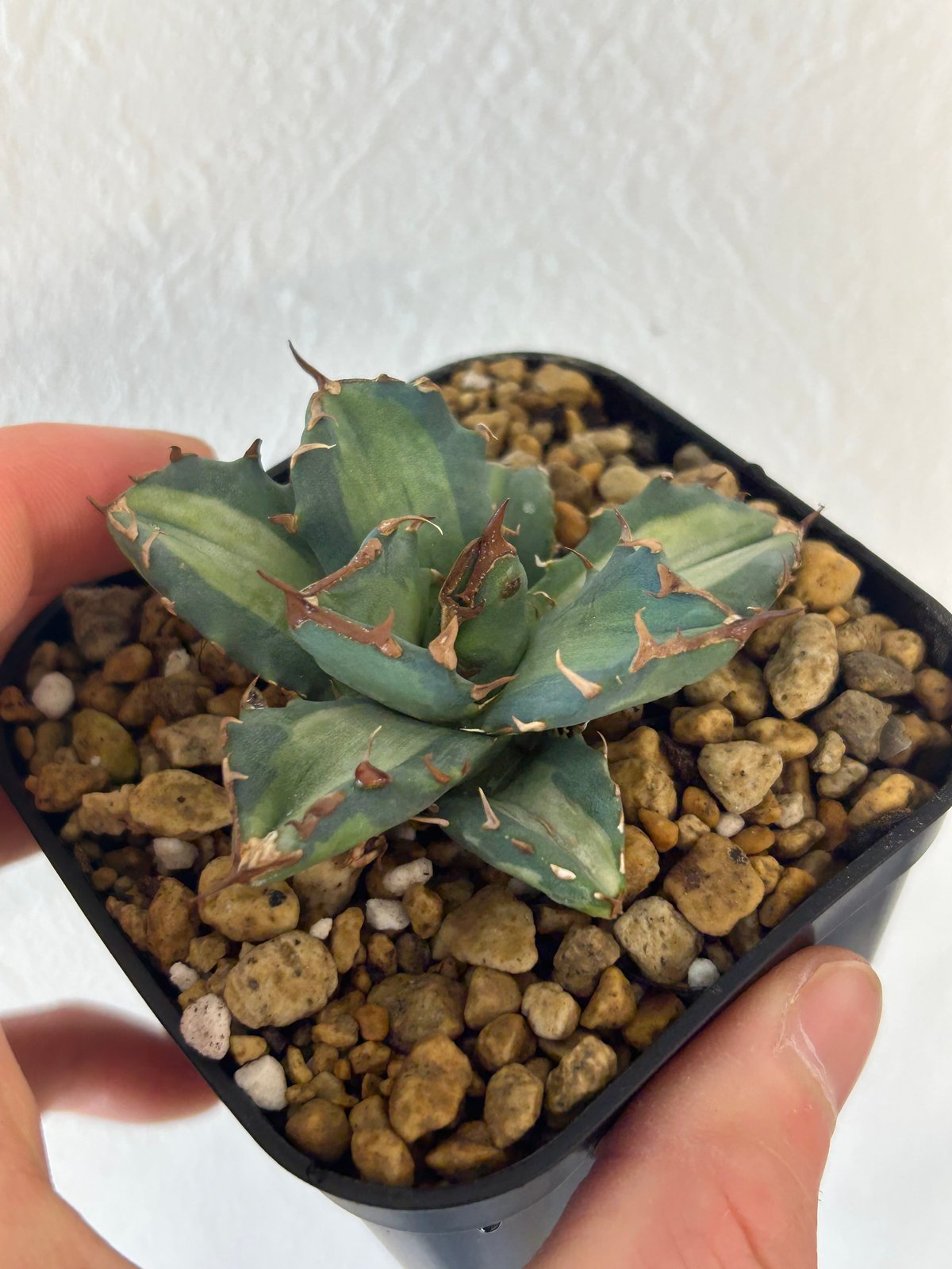 アガベ チタノタ 島田巌流 子株 未発根 オテロイ①