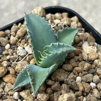 アガベ　マルガリータ実生④ ギザギザ葉