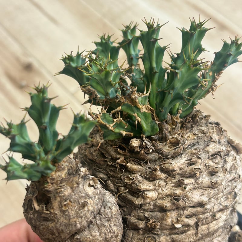 【発根済】ユーフォルビア クラビゲラ 発根済】ユーフォルビア クラビゲラ ユーフォルビア クラビゲラ 発根済