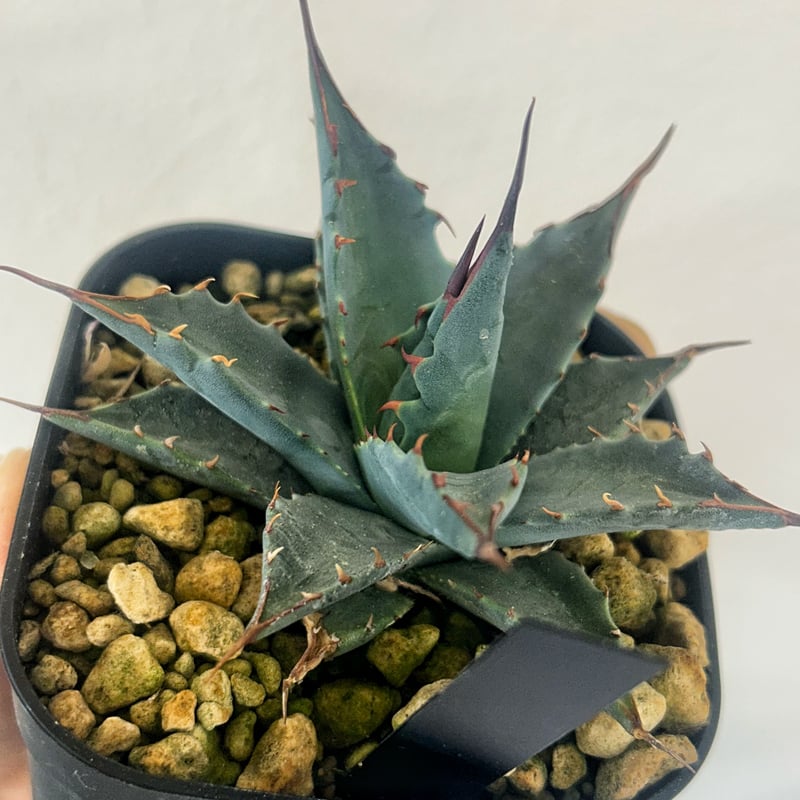 パライシ × トランカータ ハイブリッド パラサナ イシスメンシス