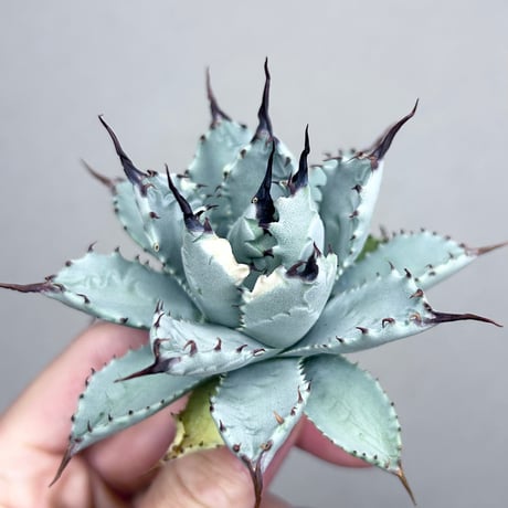 CATEGORY Agave | アガベ専門店 Heart plants.