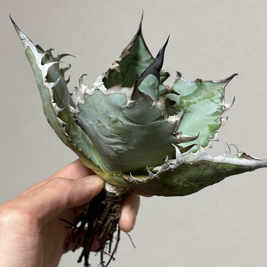 6972211df7b4a2d37a1f9f20
