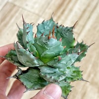 アガベ　特白肌（怒雷神×甲蟹）子株　発根済み