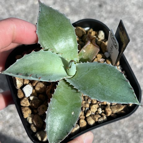 CATEGORY Agave | アガベ専門店 Heart plants.