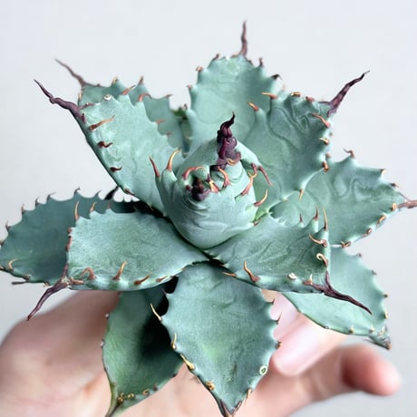 CATEGORY Agave | アガベ専門店 Heart plants.