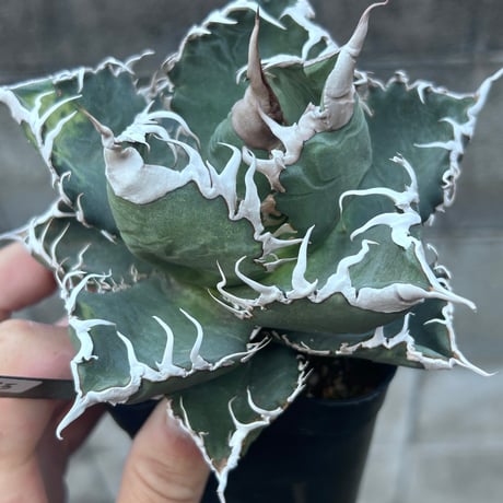 商品 | アガベ専門店 Heart plants.