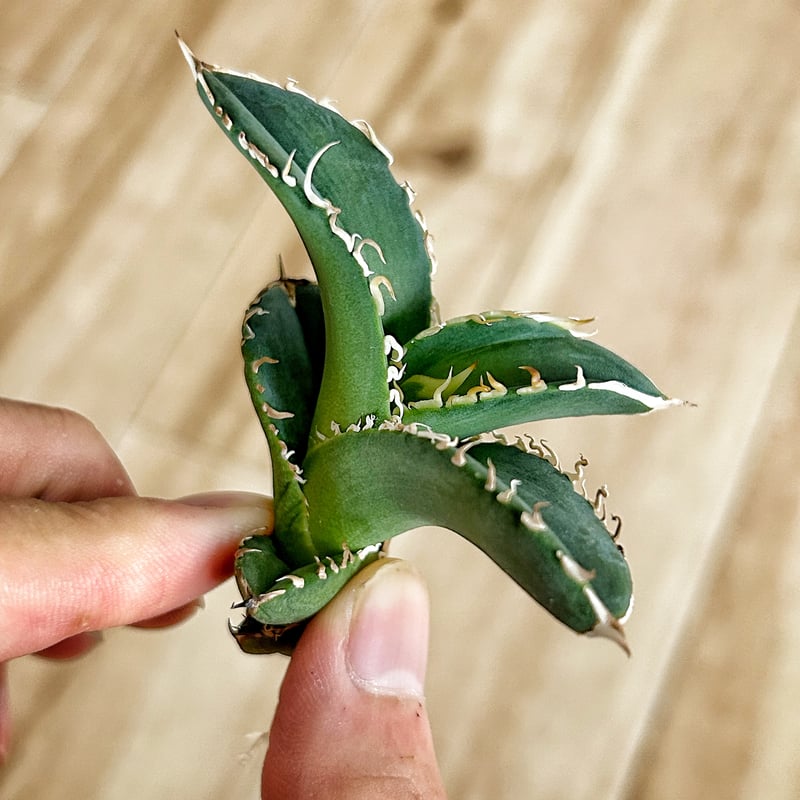 アガベ 穿山甲 センザンコウ 裏棘 トップ極太 コレクション株