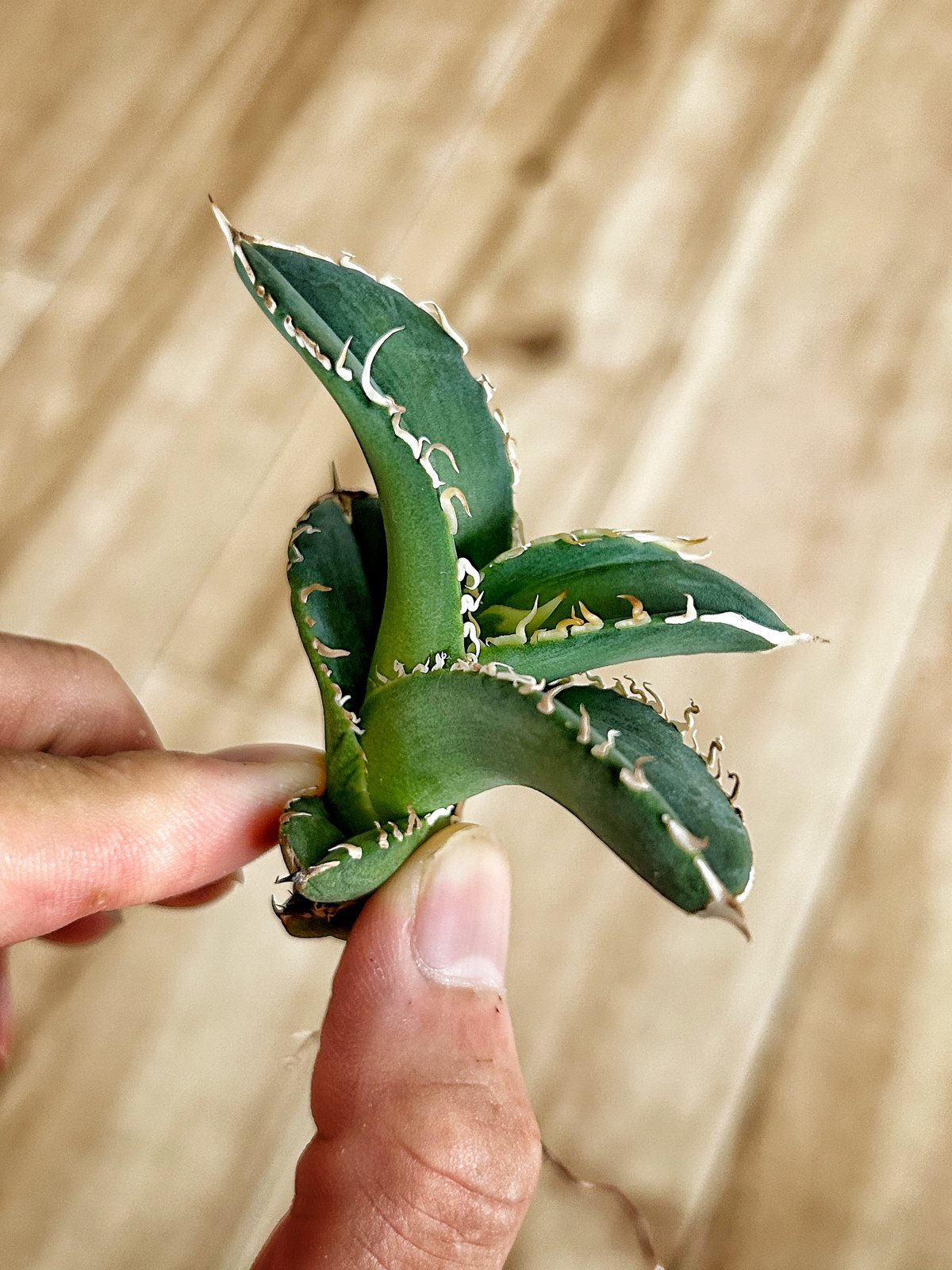 アガベ オテロイ 穿山甲 中株 センザンコウ アガベ 穿山甲