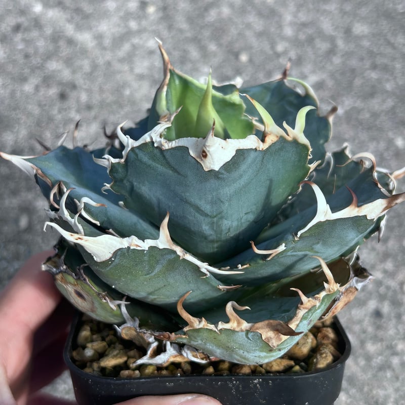 アガベ 白鯨 大きめ株 | アガベ専門店 Heart plants.