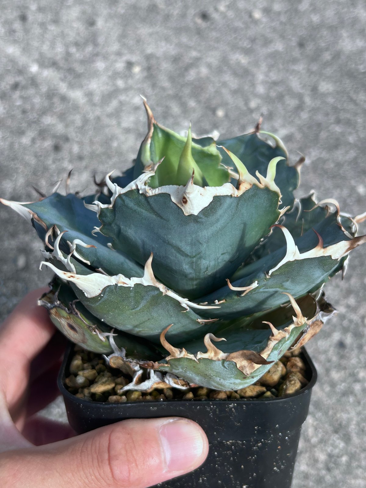 アガベ　大きめの アガベ 白鯨 大きめ株 | アガベ専門店 Heart plants.