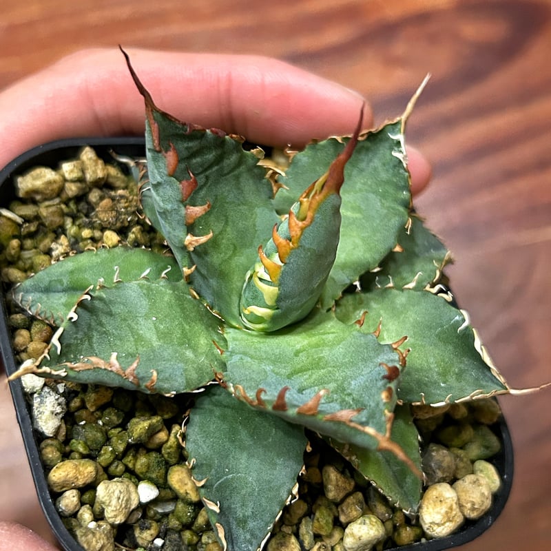 エボリBB エボリBB 【公式通販】