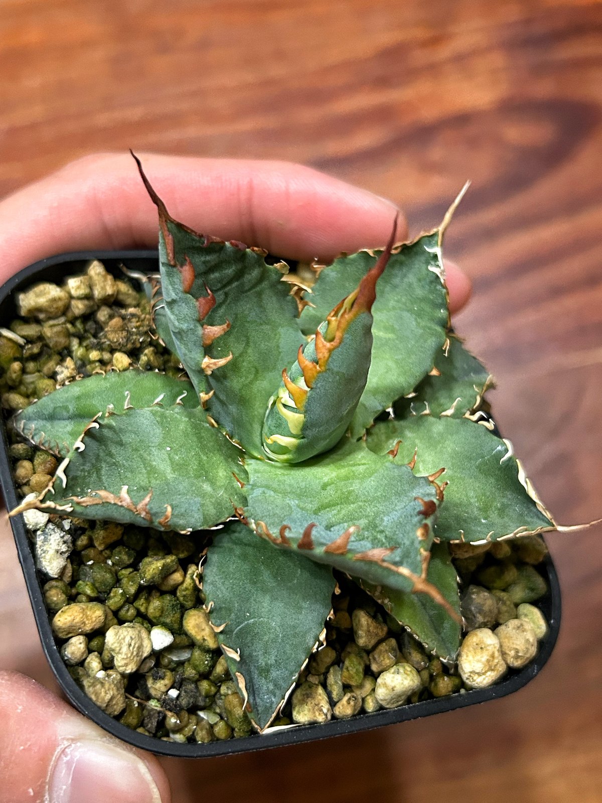 アガベ エボリスピナBB 妖炎BB 良型選抜個体 | アガベ専門店 Heart plants.