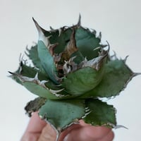 アガべ パリー オリザバ 子株 発根済み | アガベ専門店 Heart plants.