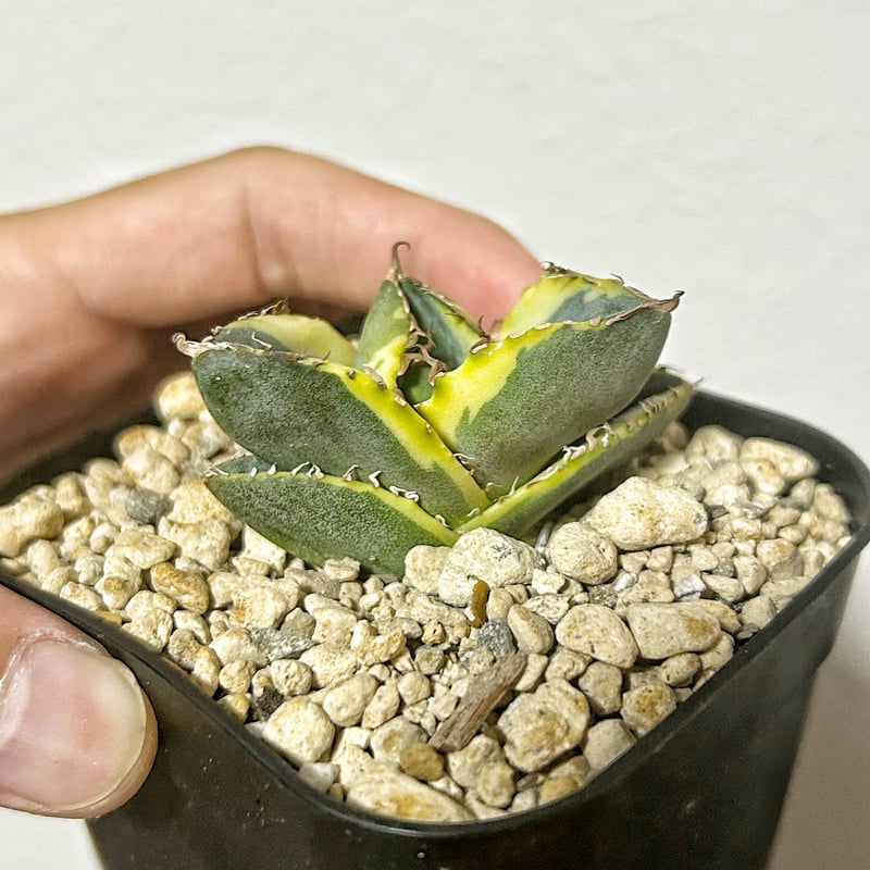 アガベ チタノタ ジャガーノート斑入り 子株 アガベ図鑑 - AGAVELOVER