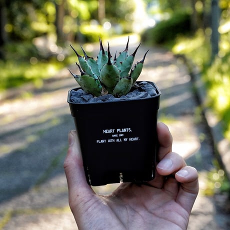Heart plants plastics slitpot 90浅鉢　3個セット