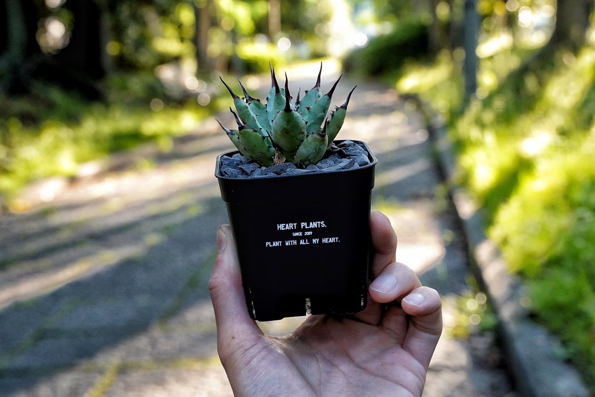 アガベ　牡羊座　ハイブリッド　Green life産　鉢付き　ブラッドスポット Heart plants plastics slitpot 90浅鉢 3個セット | アガベ専