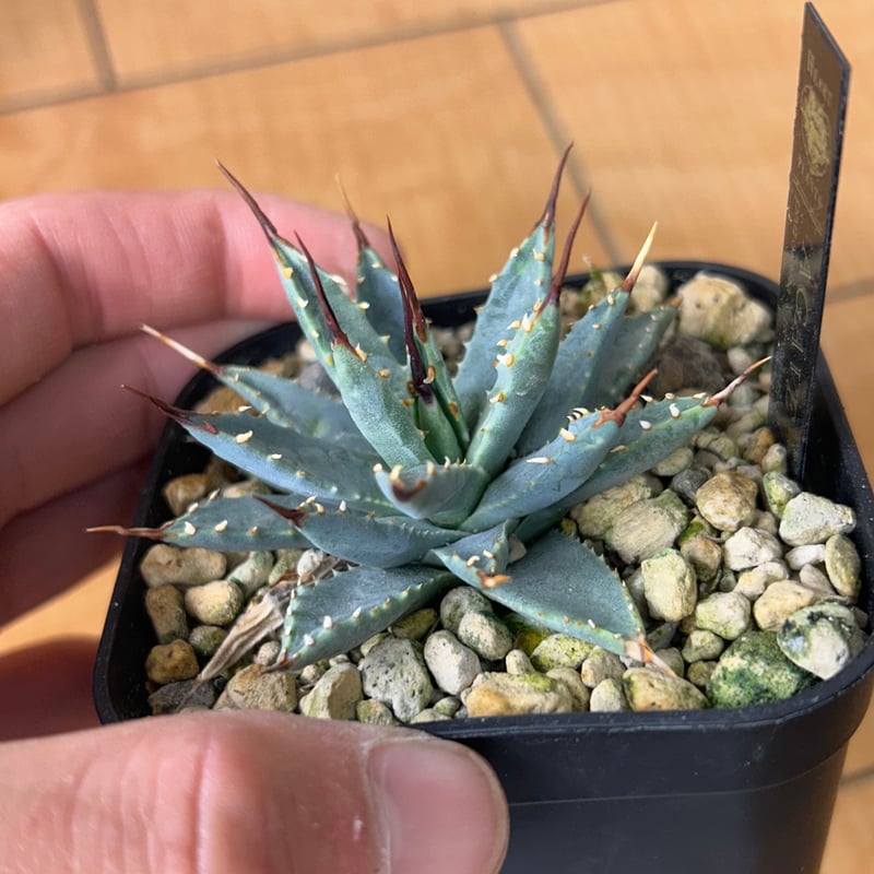 アガベ 超コンパクト 青葉 パラサナ×ネバデンシス ハイブリッド