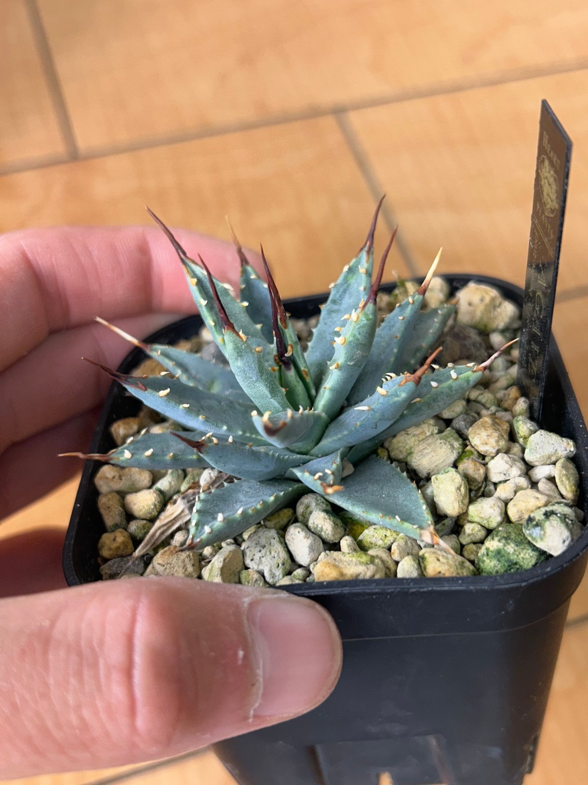 アガベ 超コンパクト 青葉 パラサナ×ネバデンシス ハイブリッド