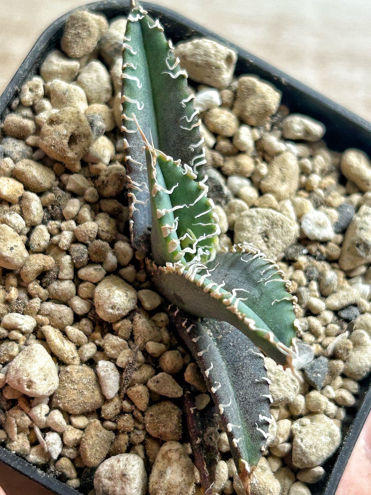 アガベ GODZILLA Agave titanota 'Godzilla' 2023年9月28日にお迎え。 DRAGON