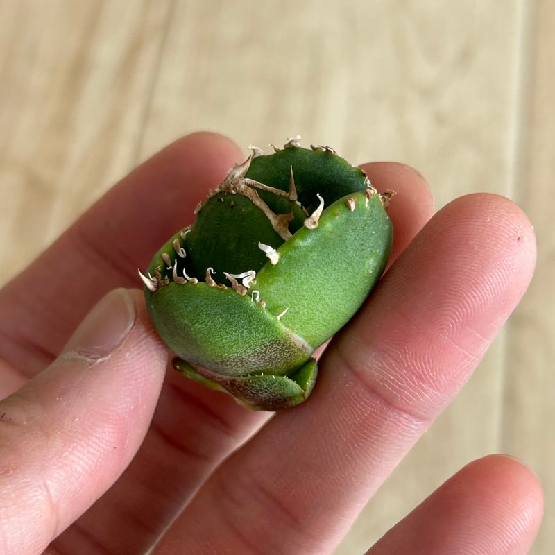 アガベ 小精靈覆輪 子株 笹の雪黄覆輪 アガベ | toA Succulent