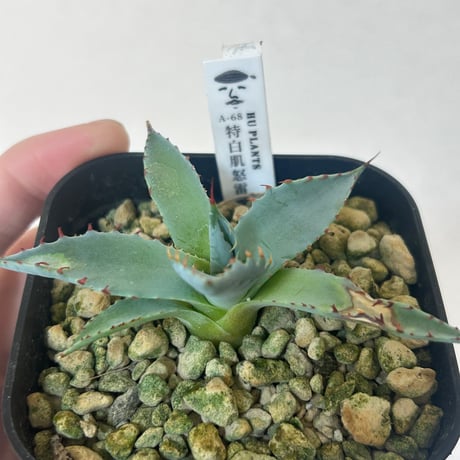 アガベ　特白肌×屈原　A68 huplantsタグ付き