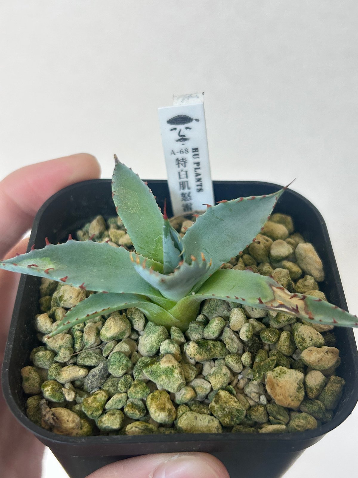 アガベ 特白肌×屈原 A68 huplantsタグ付き | アガベ専門店 Heart plants.