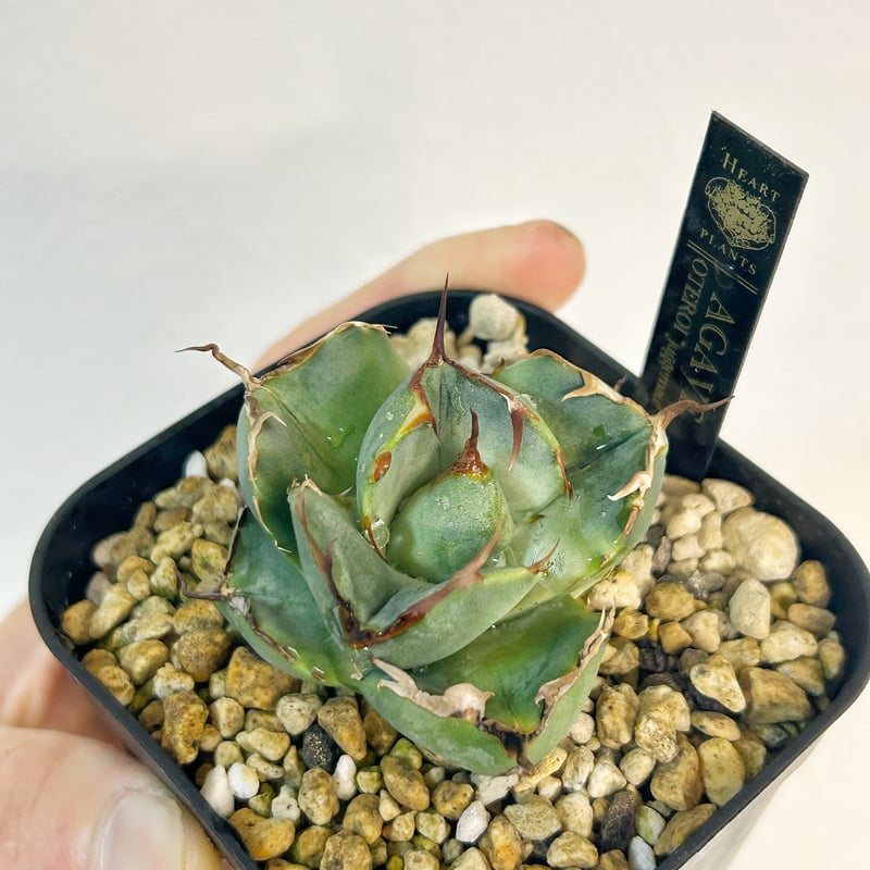 991 多肉植物 アガベ チタノタ ジャガーノート 純血錦 極上強棘